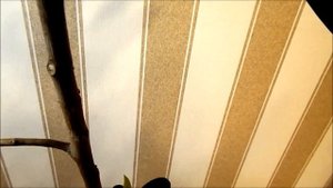 ?Фикус каучуконосный//?Эксперимент с цитокининовой пастой//?♀️А  будет ли результат?!Проверим #4
