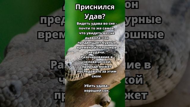 Приснился Удав?Что это значит!Толкование сна! #толкованиесна #толкованиеснов #сонник #удав