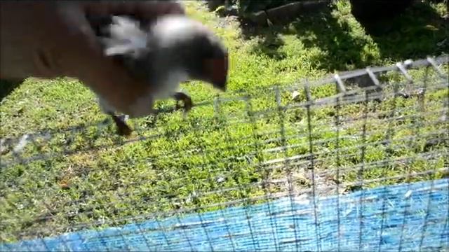 Цыплята маран .Chicken marans . смотреть онлайн