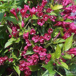 Цветение вейгелы. Май 2022.