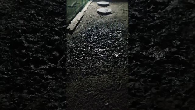 Утки - хрюши.