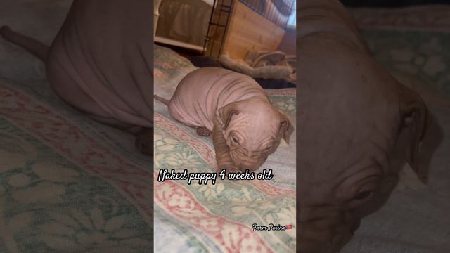 Hairless terrier #short #dog #puppy #американский #щенок #american #terrier #hairless #терьер смотреть онлайн