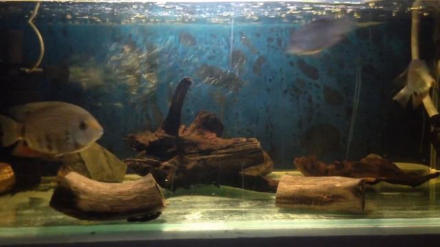 Северум голубой изумруд (сантаремы) смотреть онлайн