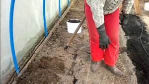 Посадка огурцов в теплицу. Подготовка почвы.|Planting cucumbers in the greenhouse. Soil preparation