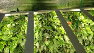 66 Урожайность Trinidad Scorpion Yellow 07.07.22