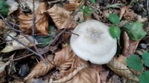 Гриби Рядівки