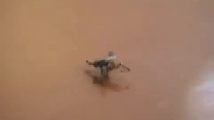 Муравьи против мухи