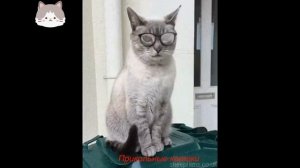 Невероятно смешные и забавные приколы и казусы из мира животных