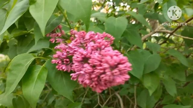 СЧЁТЧИК КАЛОРИЙ. НОВАЯ ПРИЧЁСКА. ЕДА ЗА ДЕНЬ смотреть онлайн