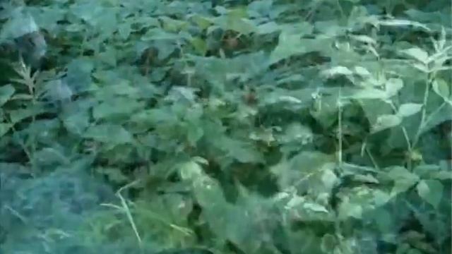 Лесная (дикая) малина.mp4 смотреть онлайн