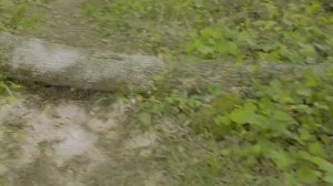 Сочи.Место где растет Пробковое дерево и Секвойя Американская. (1)