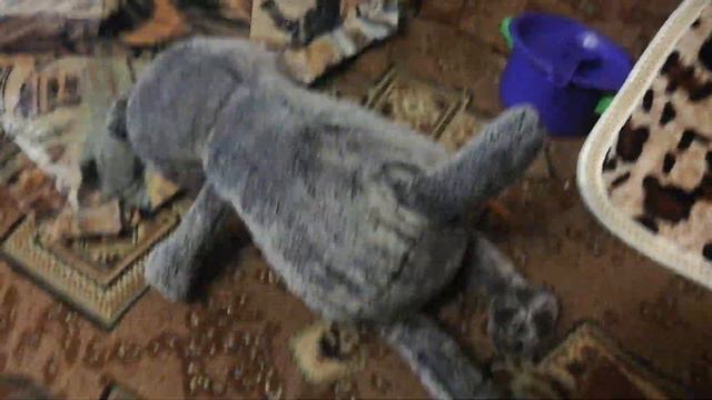 Басик заболел! смотреть онлайн