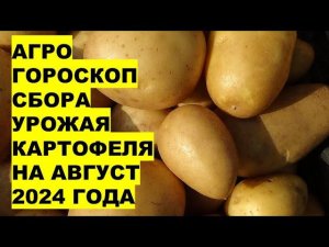 Агрогороскоп сбора урожая картофеля  в августе 2024 Agrohoroscope for potato harvest in August 2024