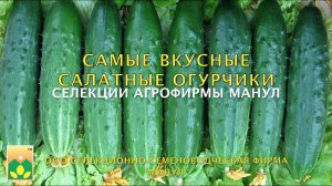 Самые вкусные салатные огурчики селекции Агрофирмы Манул