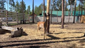 Новенькая  шубка Ильи