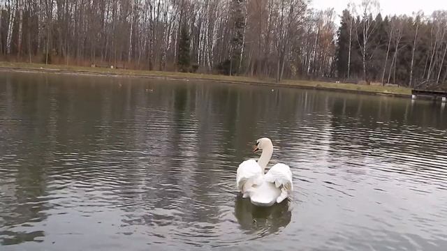 Лебедь радуется при встрече с другом , и виляет как собака . смотреть онлайн