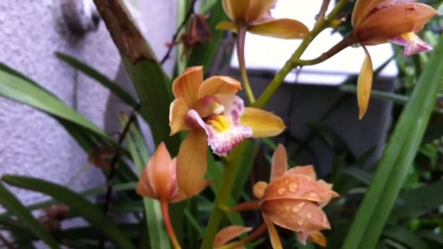 Cymbidium sp смотреть онлайн