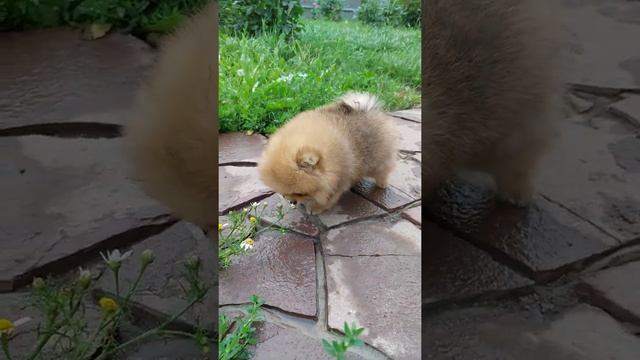 Девочка оранж померанец смотреть онлайн