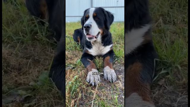 где шерсть ? #bernesemountaindog #bernese #puppy #бернскийзенненхунд #линька