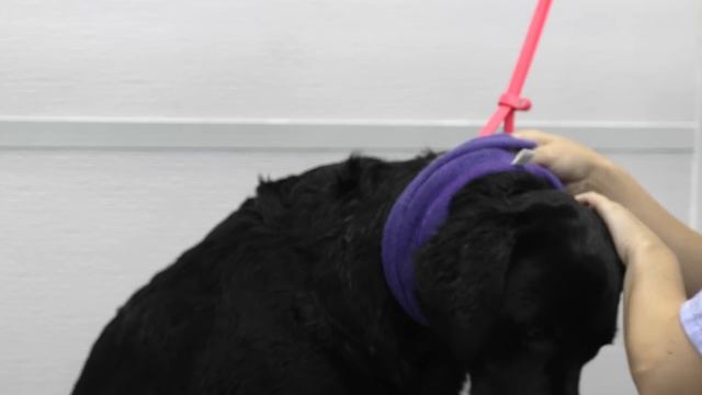 Why people HATE Labrador Retrievers