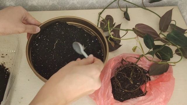 Филодендрон Блестящий(Миканс). Неприхотливое теневыносливое комнатное растение.
