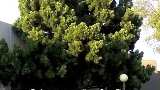 Podocarpus gracilior - Fern Pine смотреть онлайн