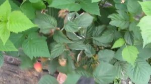 Малина 22.08.20г. Обзор сортов  18-183-1, 29-101-20, Атлант, Гудесголд, Дельнива, Кримсон Найт и др