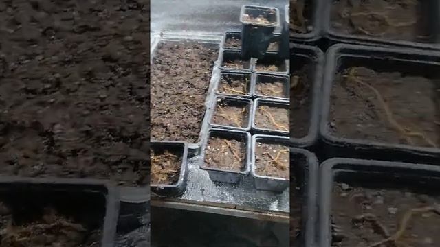 Канадская Малина. #малина #ягода #саженцы #канадская #дерево #розница смотреть онлайн