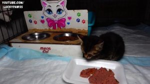 An Innocent Sick Kitten Can't Understand Why Kids Have Been Abandoned Her - Kitten Crying