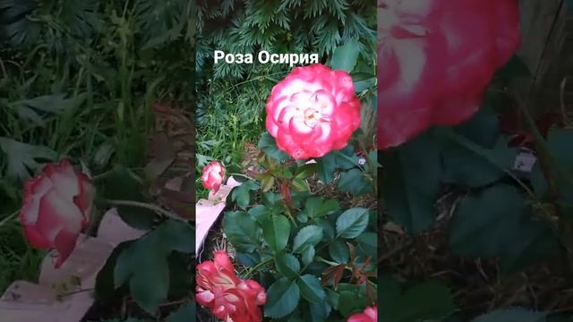 Роза Осирия в Республике Коми