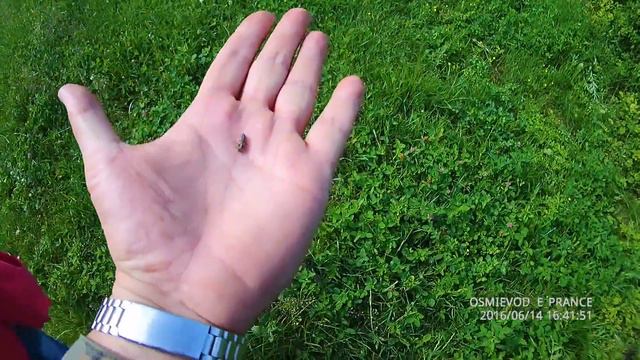 Личинка сонечка смотреть онлайн