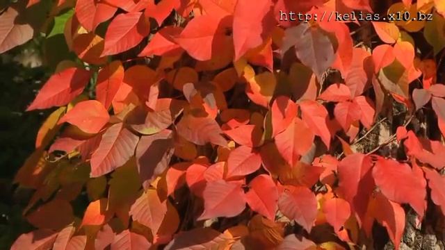 Творец чудес смотреть онлайн