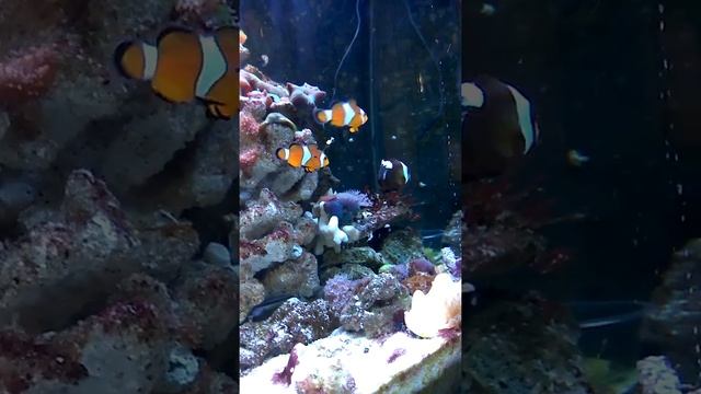 Выпускаем в морской аквариум рыб клоунов седловидный. смотреть онлайн