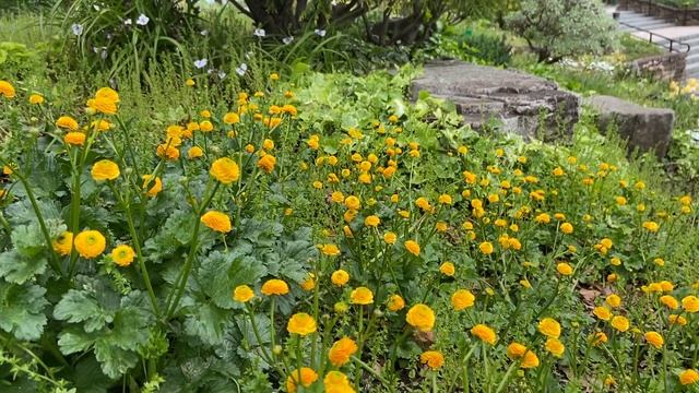 Ranunculus repens, Ranunculus gold coin