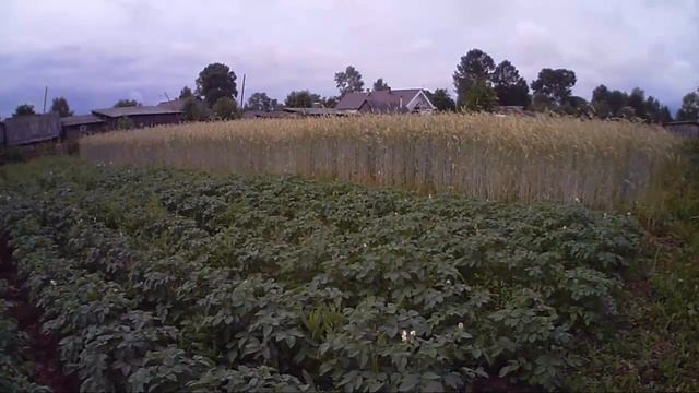 Выращивание картофеля, севооборот смотреть онлайн
