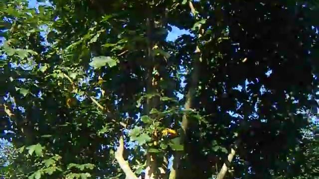 Sap Trees Acer campestre 18-20cm girth смотреть онлайн