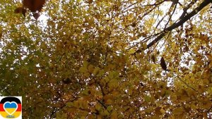 Осень и Женщина очень похожи/Нета Эйси/ СТИХиЯ