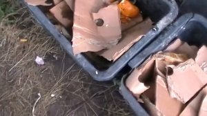 Разведение червя на опилках и картоне