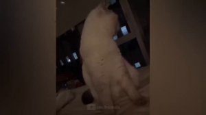 Смешные животные!