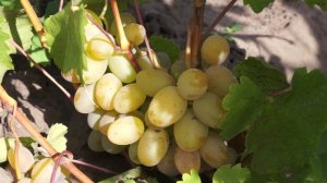 Виноград сорт Кокл Белый (август)