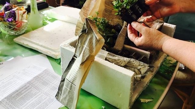 ?НИКОГДА не повторяйте моих ошибок!!!Распаковка укоренённых черенков от ВИОЛЫ???#вегеткаотвиолы