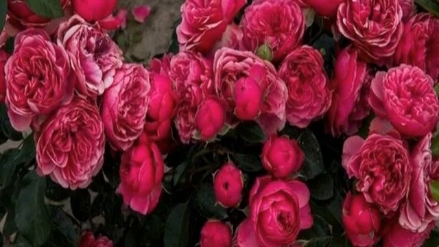 Роза Рококо (Rokoko) — описание сорта и и его разновидностей смотреть онлайн