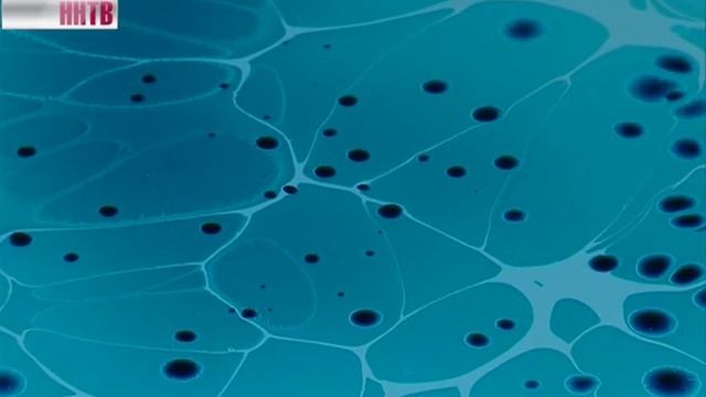 Новогоднее видео-поздравление Валерия Шанцева смотреть онлайн