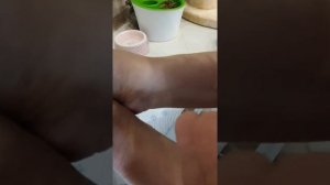 Взвешивание котят шотландский золотой шиншиллы. 4 день