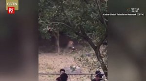 Tiger mauls man to death