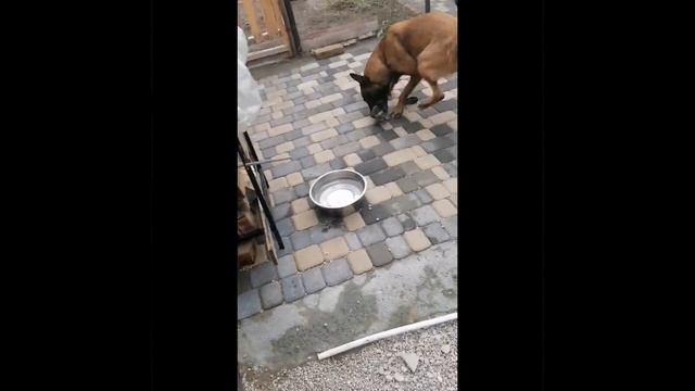 Щенки на прогулке и новый бум. #щенкималинуа #смешныесобаки #малинуа