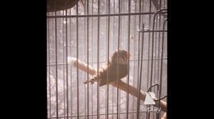 Амадины, пение птиц