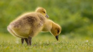 Сонник Гуси. Сонник толкование Гуси. К чему снятся Гуси.
