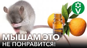 САМЫЙ ПРИЯТНЫЙ СПОСОБ БОРЬБЫ С МЫШАМИ! Как избавиться от мышей гуманными методами?