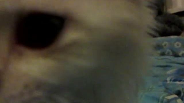 лечение аллергии у кота